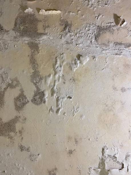 Best Mold Testing  in Lyndonville, VT