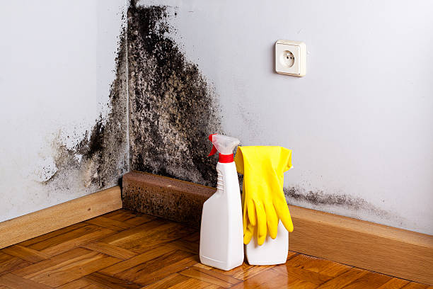 Best Certified Mold Removal  in Lyndonville, VT
